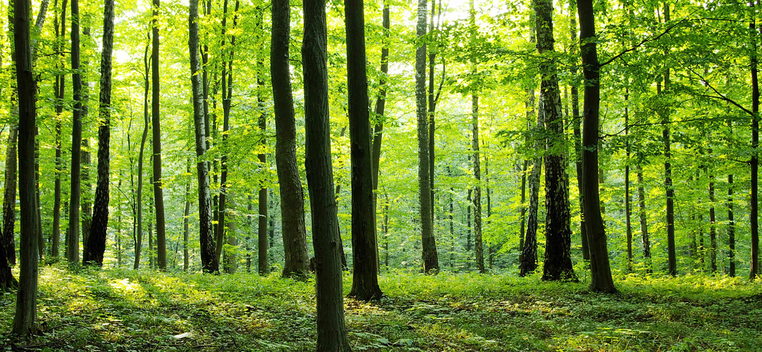 green steps forest