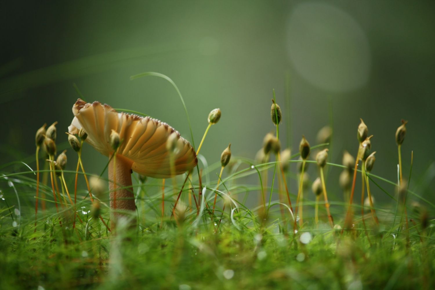 Mushrooms in the woods