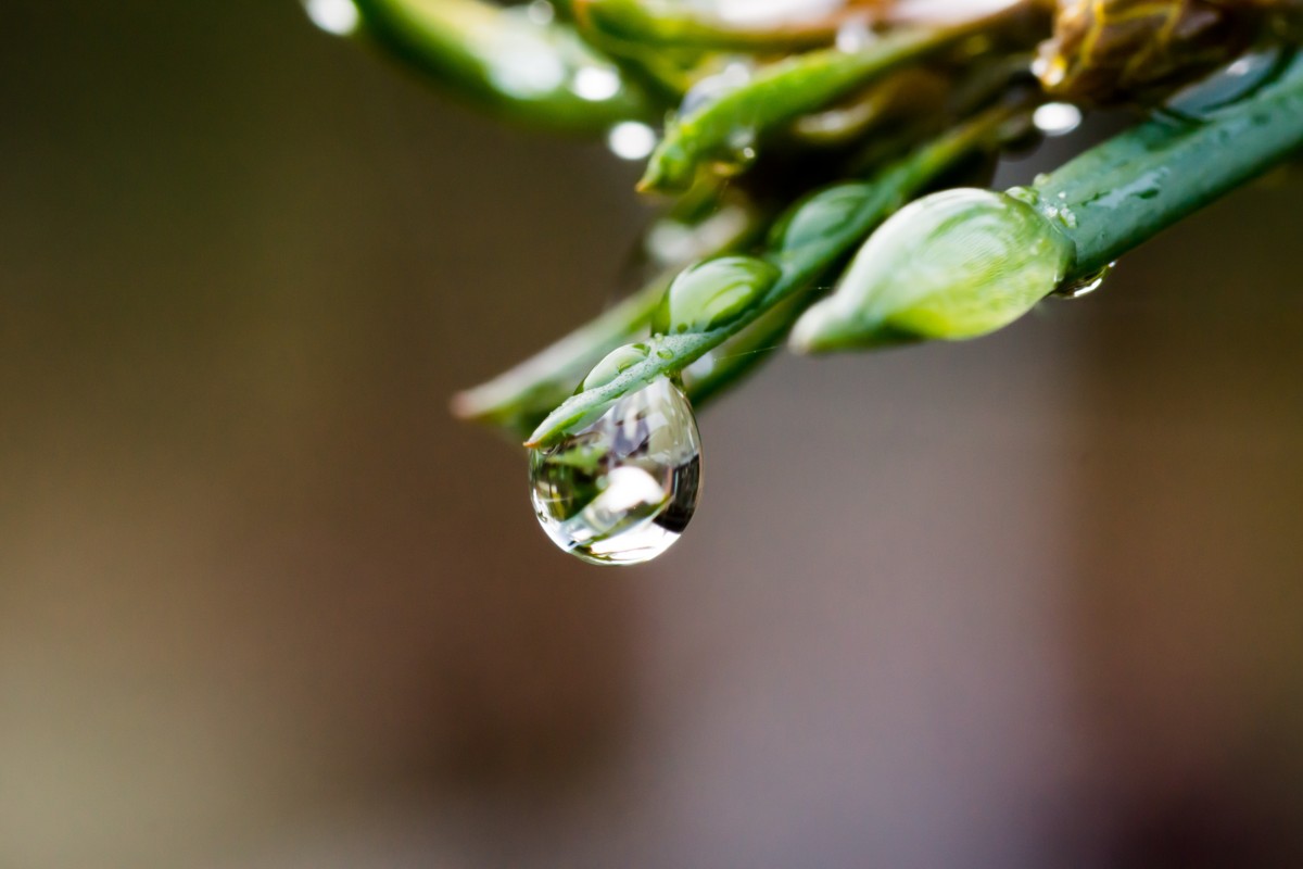 plant with raindrop, green steps